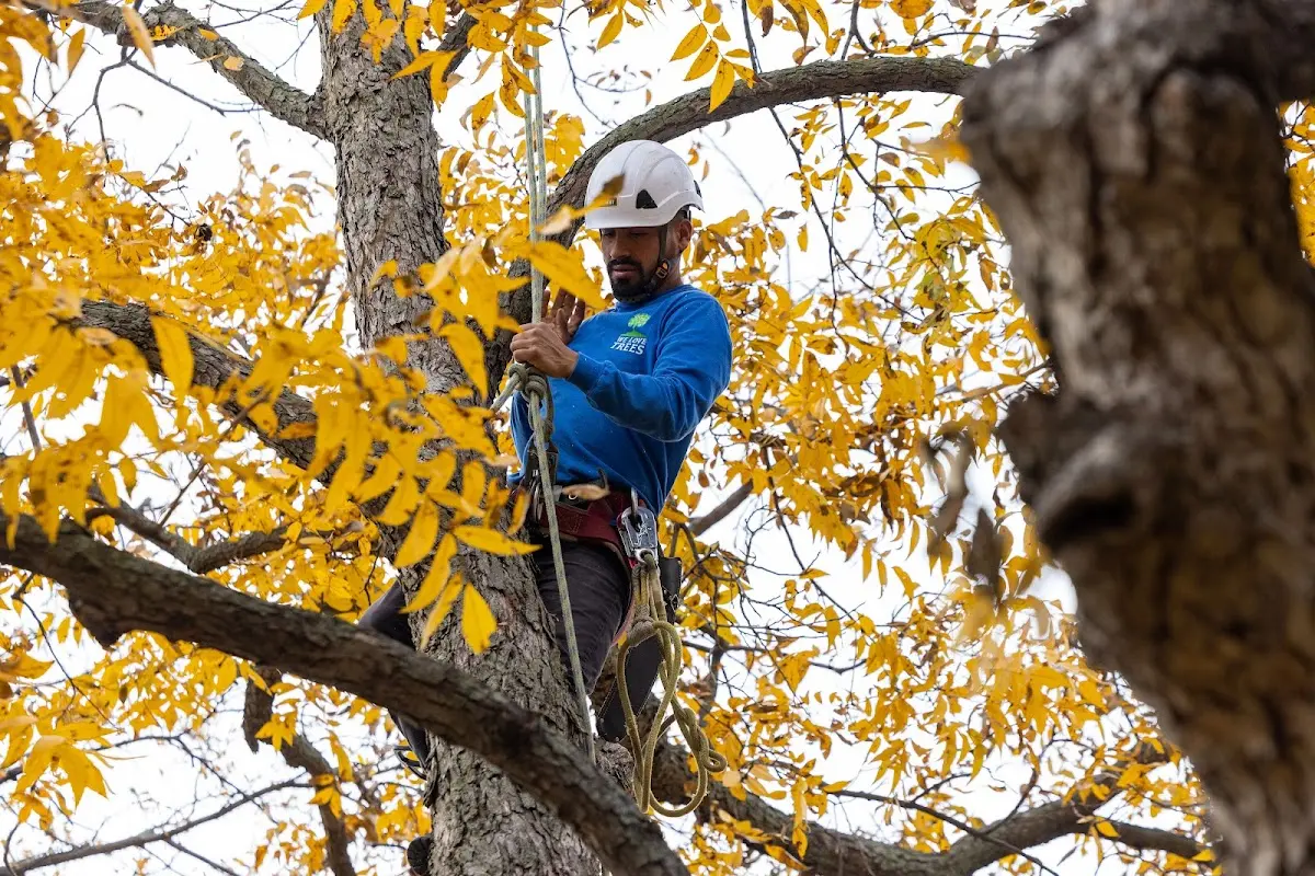 Skilled Tree Transplanting crew working in Pine River